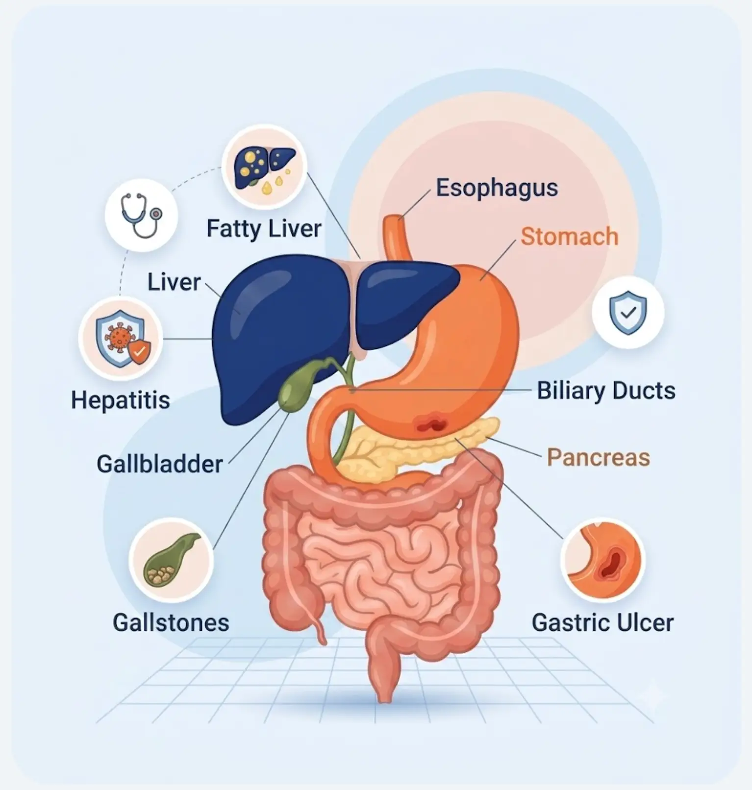 Digestive system infographic showing esophagus, stomach, liver, gallbladder, pancreas, intestines, and common conditions like fatty liver, hepatitis, gallstones, and gastric ulcer